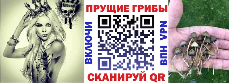 магазин продажи   Константиновск  Псилоцибиновые грибы MAGIC MUSHROOMS 